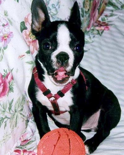 Ali Tired of Playing Ball