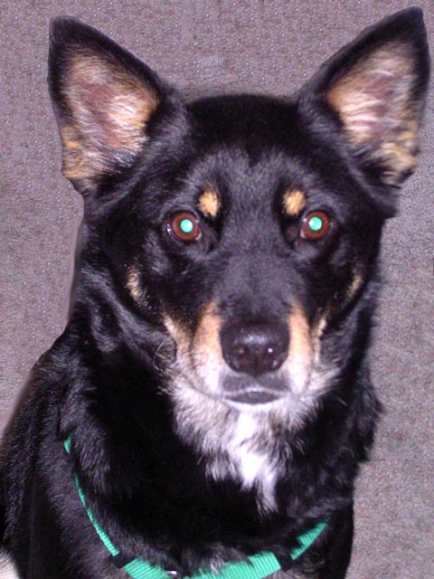 Buddy Practicing His Soulful Look