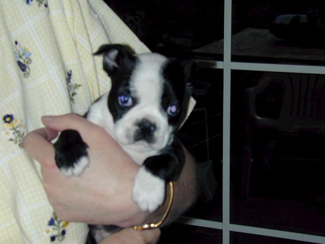 Panda the Night We Met Her