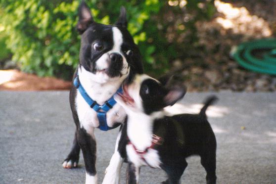 Panda And Shelby<br>(Get Away From Me You Little Punk)
