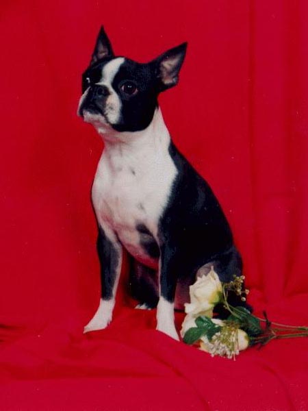 Shelby`s Official Portrait