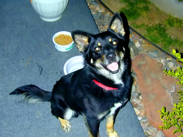 Buddy