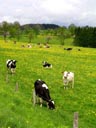 Near Grufflingen, Belgium