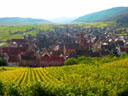 Vineyards, Riquewihr, France