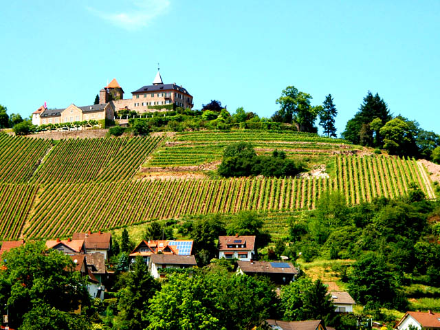 Vineyards Above Gernsbach, Germany