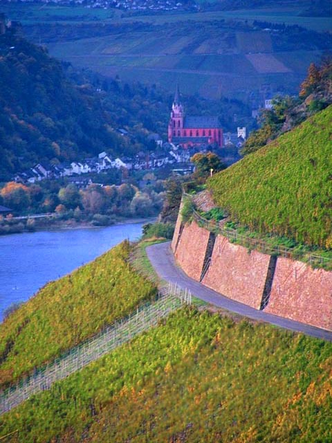 Rhine Vineyards<br>From Road to Burg Gutenfels<br>Kaub, Germany