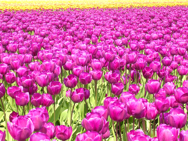 Bulb Fields<br>Zuid-Holland Province, Holland