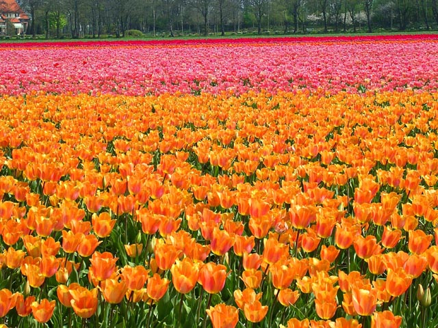 Bulb Fields<br>Zuid-Holland Province, Holland