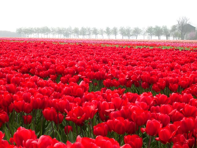 Bulb Fields<br>Friesland Province, Holland
