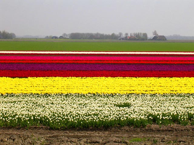 Bulb Fields<br>Friesland Province, Holland