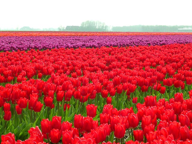 Bulb Fields<br>Friesland Province, Holland