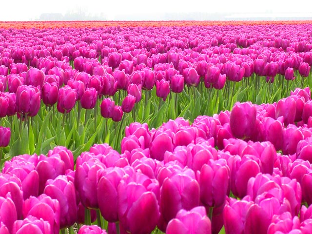 Bulb Fields<br>Friesland Province, Holland