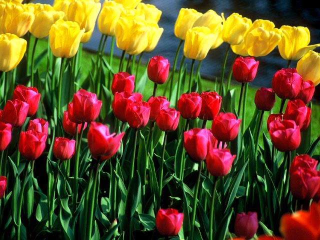 Keukenhof Gardens<br>Lisse, Holland