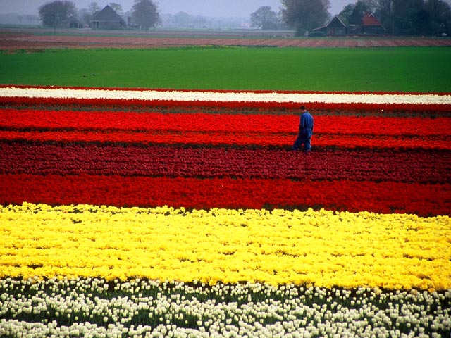 Bulb Fields<br>Near Holwerd, Holland