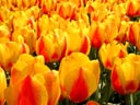 Keukenhof Gardens, Lisse, Holland