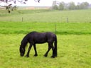 Friesland Horse