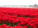 Bulb Fields, Friesland Province, Holland