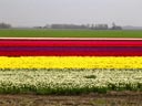 Bulb Fields, Friesland Province, Holland