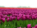 Bulb Fields, Friesland Province, Holland