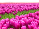 Bulb Fields, Friesland Province, Holland