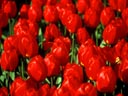 Keukenhof Gardens, Lisse, Holland