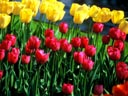 Keukenhof Gardens, Lisse, Holland
