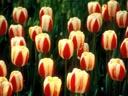 Keukenhof Gardens, Lisse, Holland