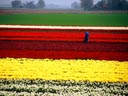 Bulb Fields, Friesland Province, Holland