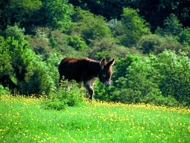 Domesticated Burro<br>Near Fouhren, Luxembourg