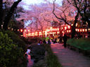 Ueno Park<br>Tokyo, Japan