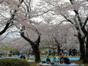 Yoyogi Park<br>Tokyo, Japan