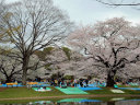 Yoyogi Park<br>Tokyo, Japan