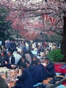 Cherry Blossom Festival