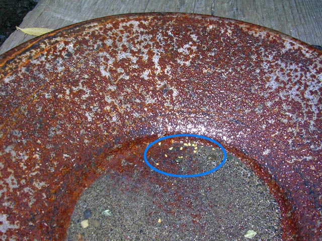 Gold Panning near Juneau