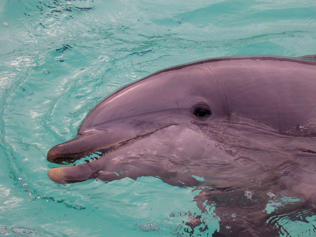 Dolphin Petting Pond<br>Sea World<br>San Diego, California