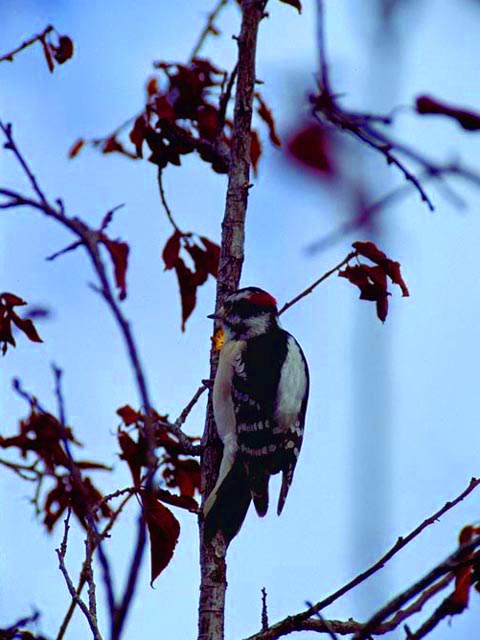 Downy Woodpecker<br>Broomfield, Colorado