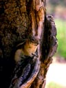 Ground Squirrel, Black Canyon of the Gunnison National Monument, Colorado