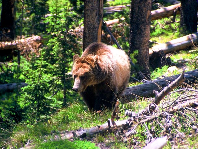Grizzly Bear near Sylvan Lake<br>Yellowstone National Park
