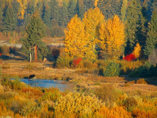 Cow Moose and Calf<br>Blacktail Ponds<br>Grand Teton National Park, Wyoming