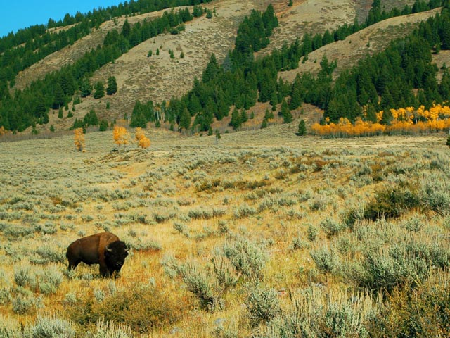 Bison near  Moose Junction<br>Grand Teton National Park, Wyoming