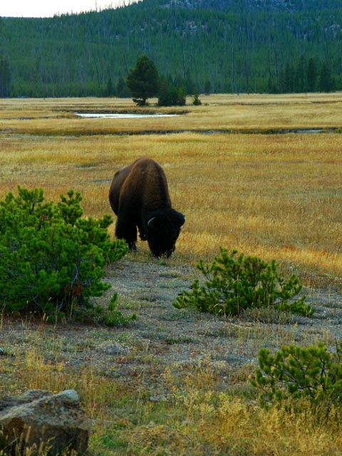 Bison near Gibbon Meadows<br>Yellowstone National Park, Wyoming