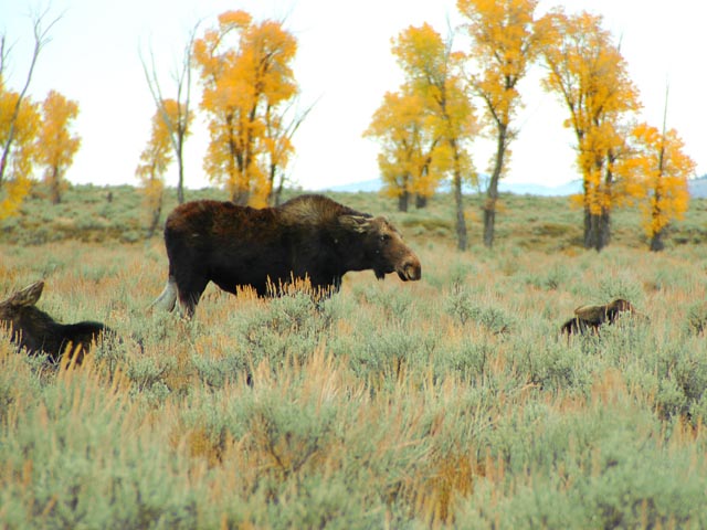 Moose near  Gros Ventre Campground<br>Grand Teton National Park, Wyoming